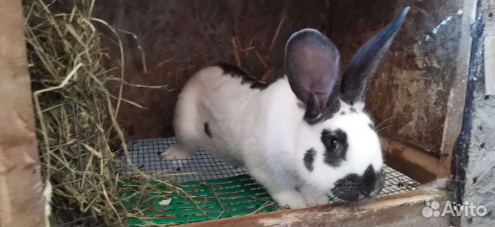 Кролики мясных пород