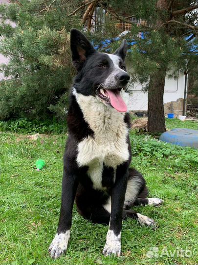 Девочка собачка в дар