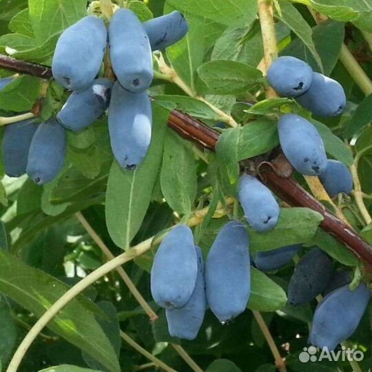 Миндаль декоративный/ крыжовник/ жимолость