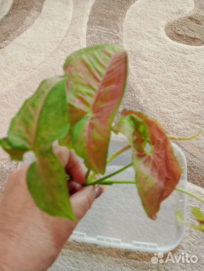 Сингониум 6