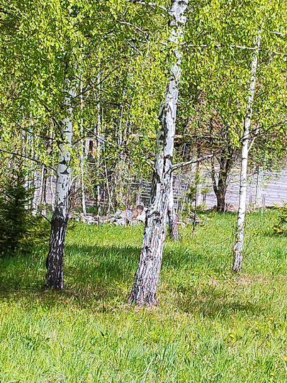 Участок 18,5 сот. (СНТ, ДНП)