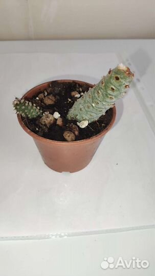 Кактусы, тефрокактусы, суккуленты