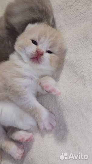 Британский кремово-белый пухляш