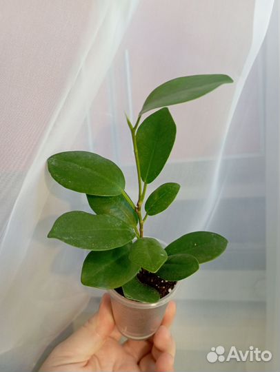 Фикусы разные