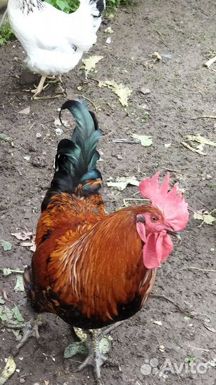 Продается петушок