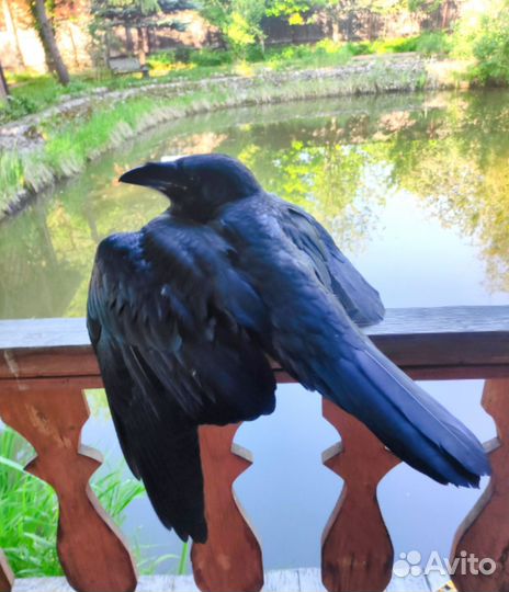 Птенцы черного ворона