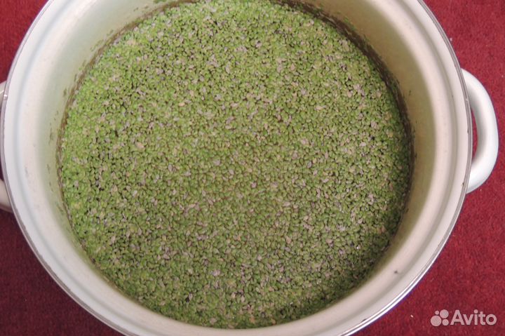 Растение живое (ряска)