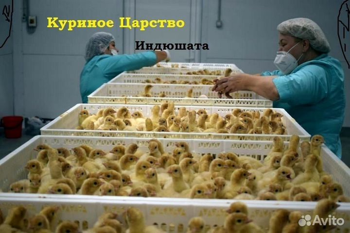 Бройлер несушка утята мулард гусь индюк бройлер ин