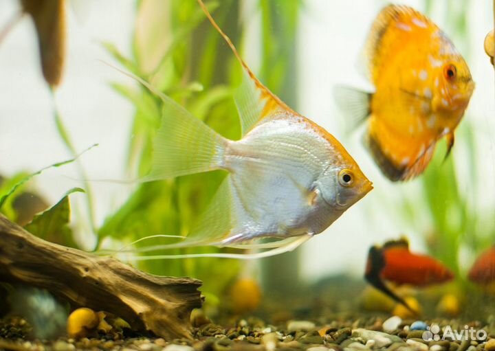 Чистка аквариума,запуск,помощь,консультация