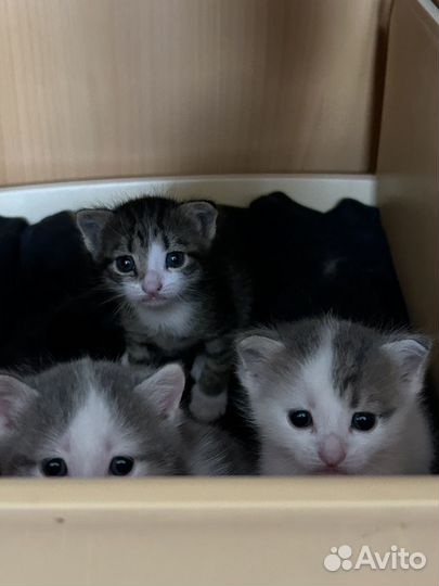 Шотландская вислоухая