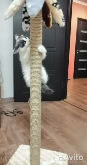 Когтеточка столбик для кошки