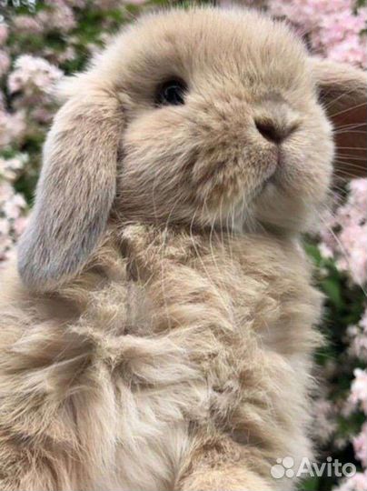 Приют для всех видов грызунов