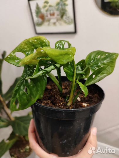 Монстера манки маск