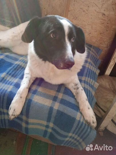 Собака Ронни