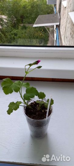 Пеларгония герань