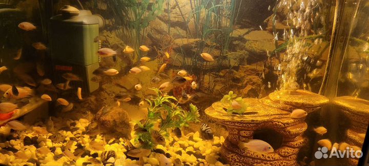 Аквариумные рыбки цихлиды