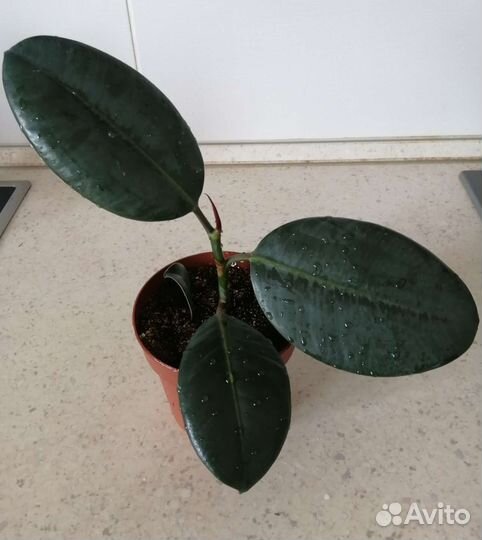 Фикус эластика каучуконосный