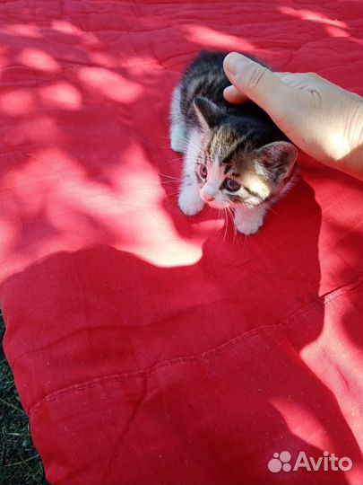 Котята бесплатно в добрые руки