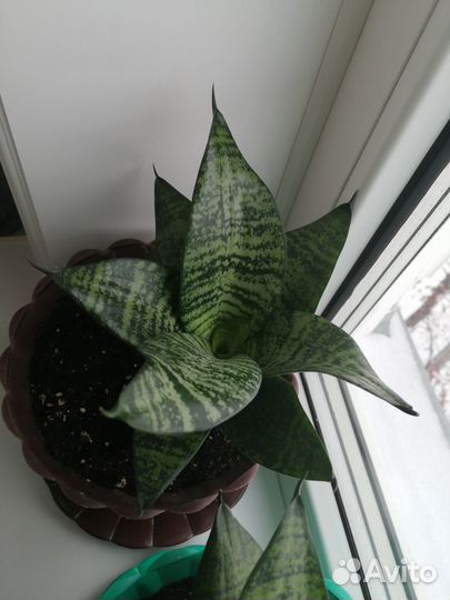 Сансевиерия Ханни / Зейланика без горшка