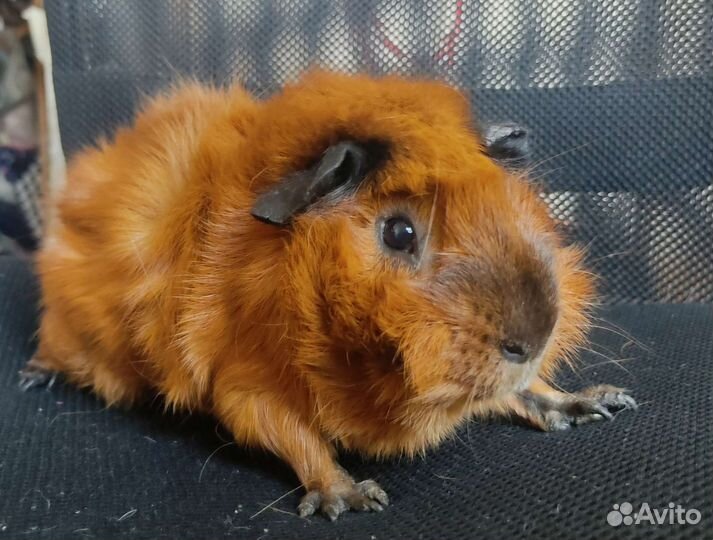 Морские свинки в семьи с детьми