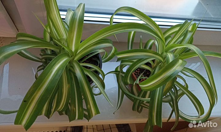 Хлорофитум хохлатый. Нефролепис.Сциндапсус