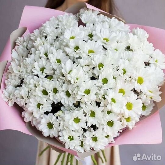 Хризантема Доставка цветов