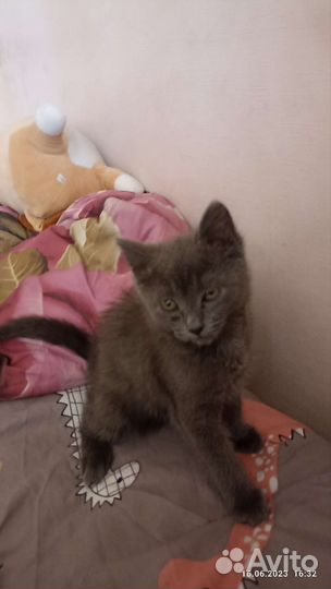 Кошки в добрые руки бесплатно