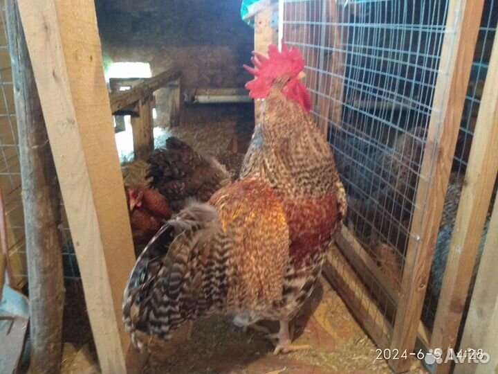 Петух Билефельдер