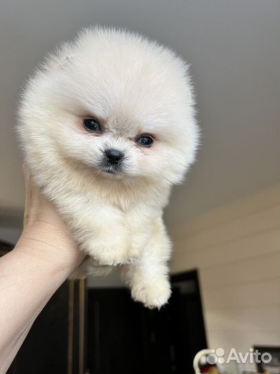 Шпиц мальчики микро/мини