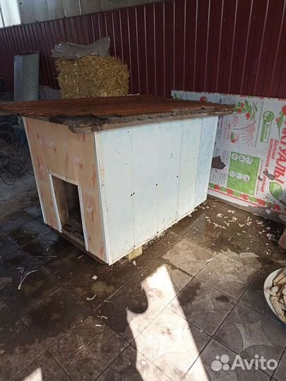 Большая собачья будка