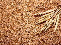 Зерно пшеница,овёс