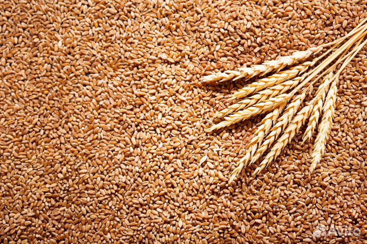 Зерно пшеница,овёс