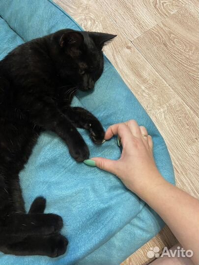 Котоняня / зооняня