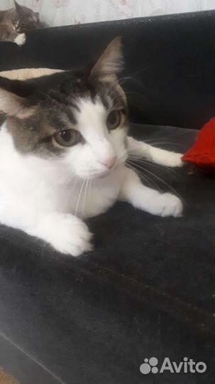 Даша ищет семью