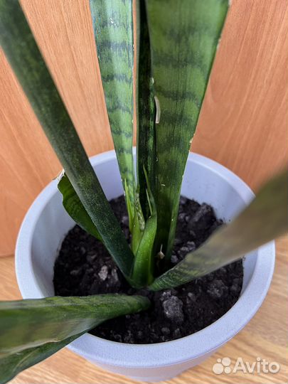 Сансевиерия