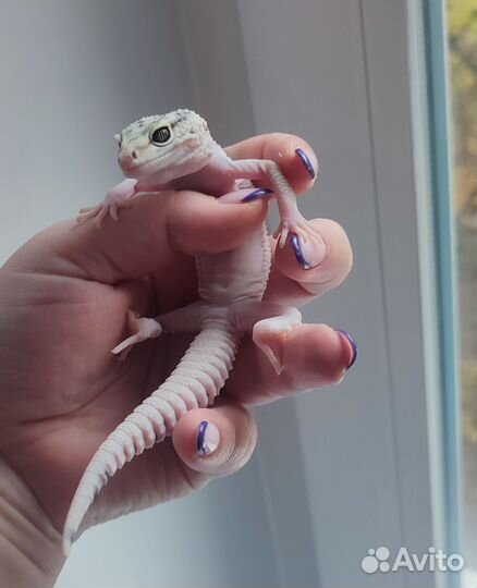 Иранский эублефар, геккон, самка