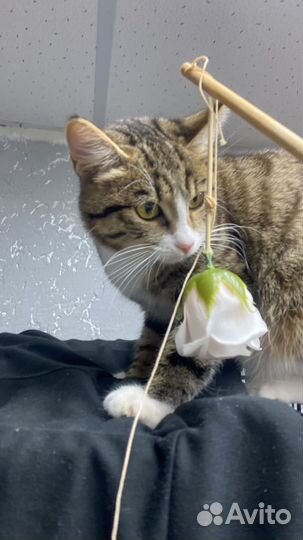 Кошка девочка 5/6 мес
