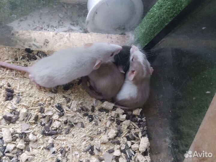 Крыса дамбо