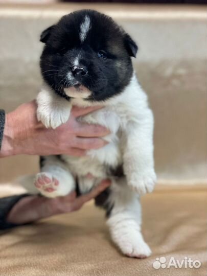 Продам щенков