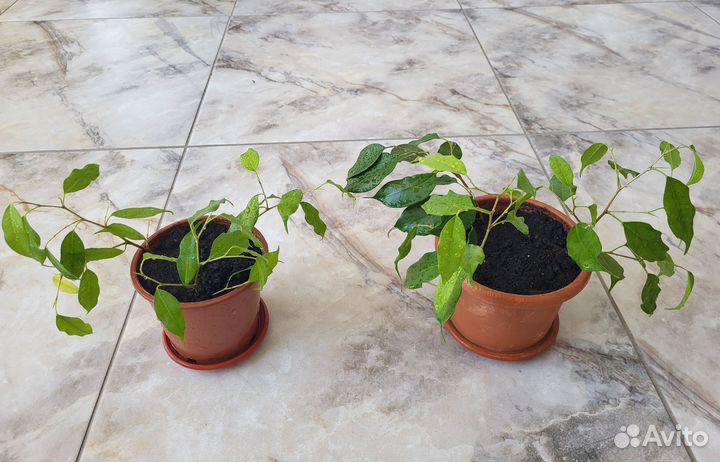 Фикус бенджамина