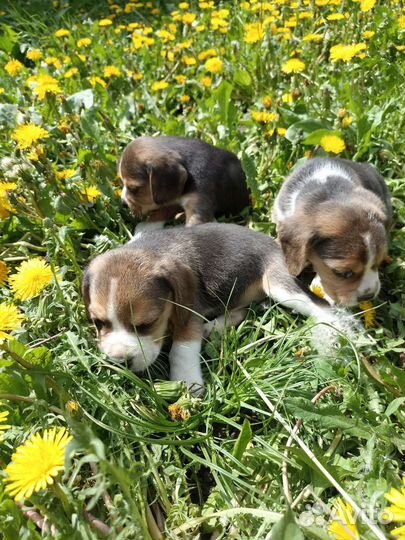 Щенки бигль