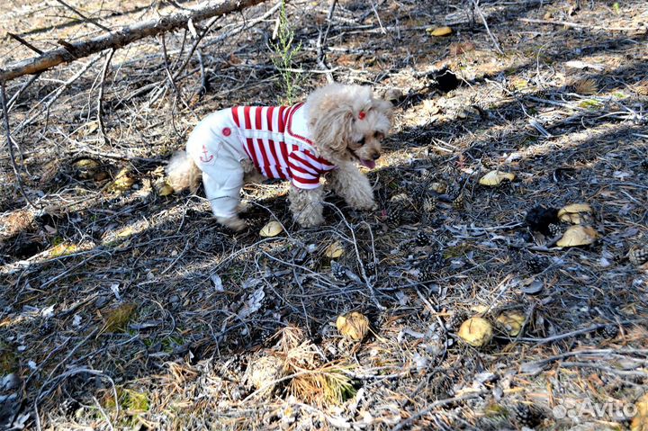 Комбинезон для собаки
