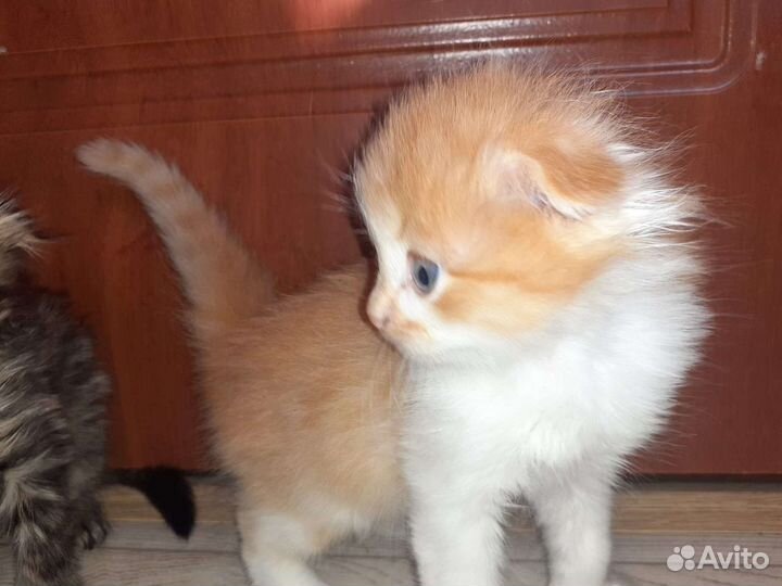 Котята британцы