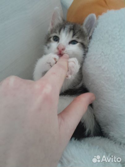 Котенок в добрые руки