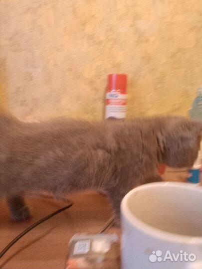 Британские котята