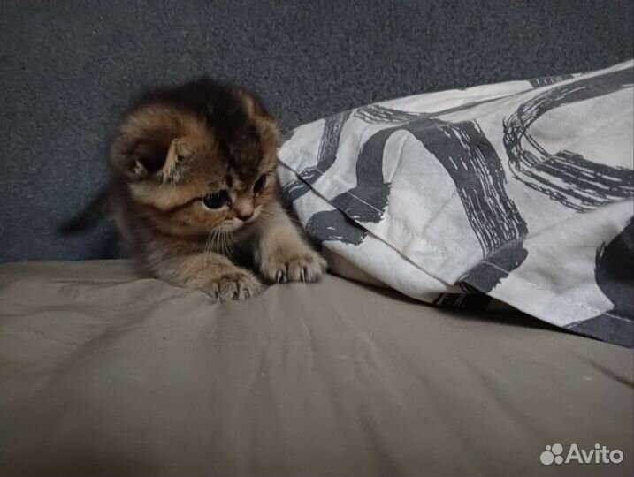 Шотландская вислоухая кошка