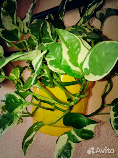 Эпипренум пестролистный