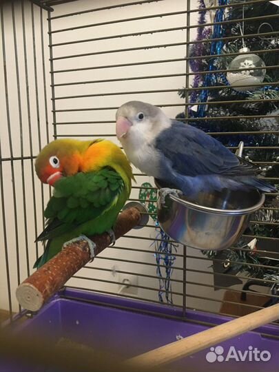 Передержка птиц, попугаев
