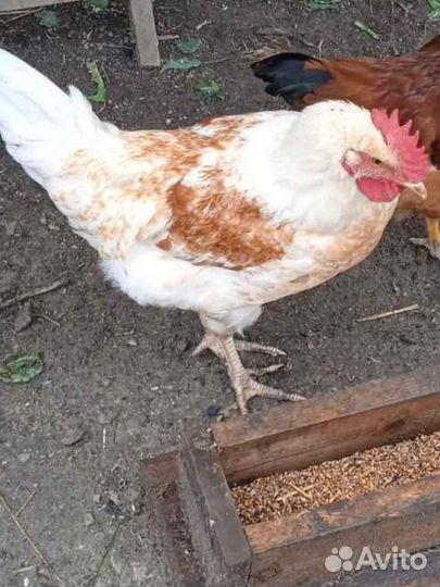 Молодые петухи