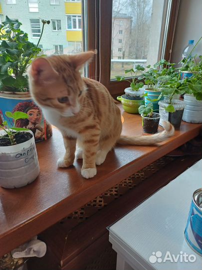 Рыжий котенок мальчик в добрые руки